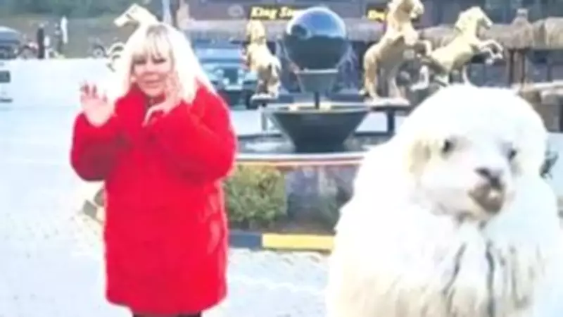 Safiye Soyman, Çiftlikte Alpaka Tükürüğüyle Şok Yaşadı