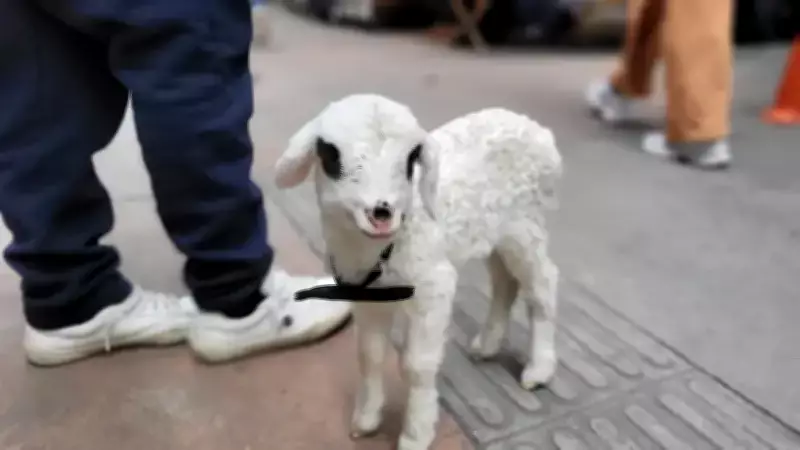 Samsun'da Cep Telefonu Tamircisi, Evlat Edindiği Kuzusuyla İşe Gidip Geliyor
