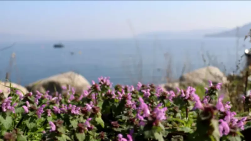 Sapanca'nın Etnobotanik Hazinesi: 48 Familyadan 112 Bitki Kayıt Altına Alındı