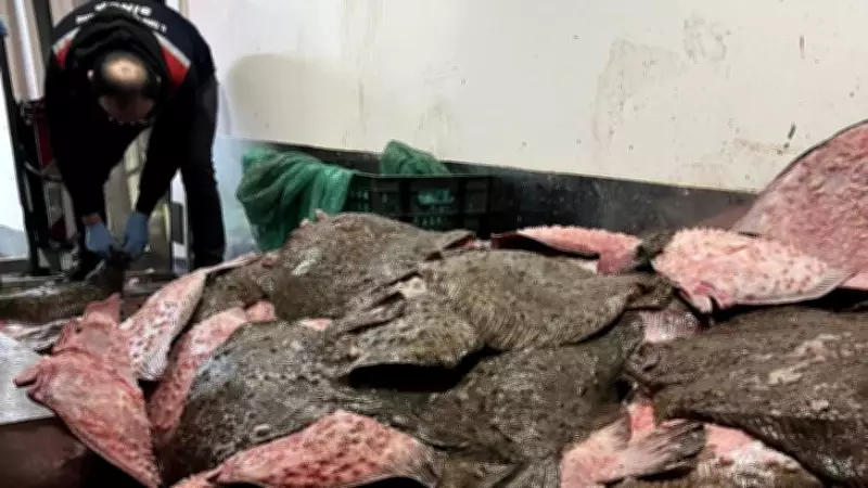 Sinop'ta Kaçak Avcılık Operasyonu: 491 Kalkan Balığına El Konuldu