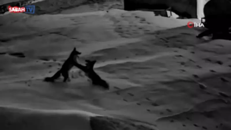 Sivas'ta Köye İnen İki Tilkinin Kavgası Güvenlik Kamerasına Yansıdı
