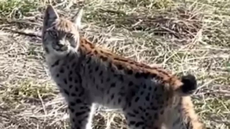 Sivas'ta Ormanın Hayaleti Vaşak Çığlık Atarken Görüntülendi