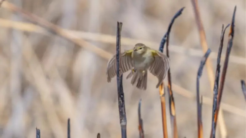 İskandinav Göçmeni Çıvgın Kuşu Diyarbakır'da Görüntülendi