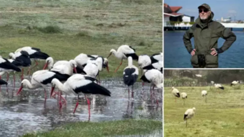 İstanbul Bahar Göçünde Leyleklerin Ana Durağı Oldu