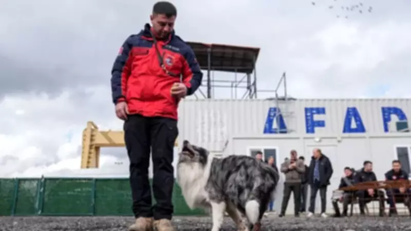 İstanbul'da Afetlere Hazırlık: Evcil Köpekler Arama Kurtarma İçin Eğitiliyor