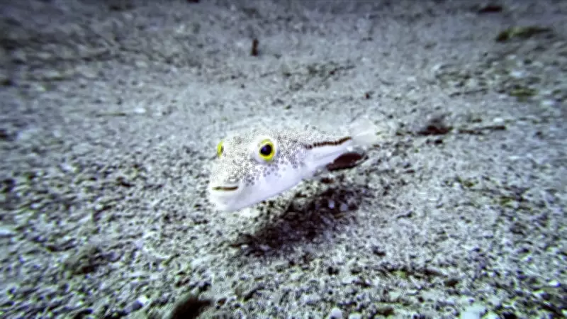 İstilacı Türlerle Mücadelede Yeni Düzenlemeler ve Projeler Devreye Alındı
