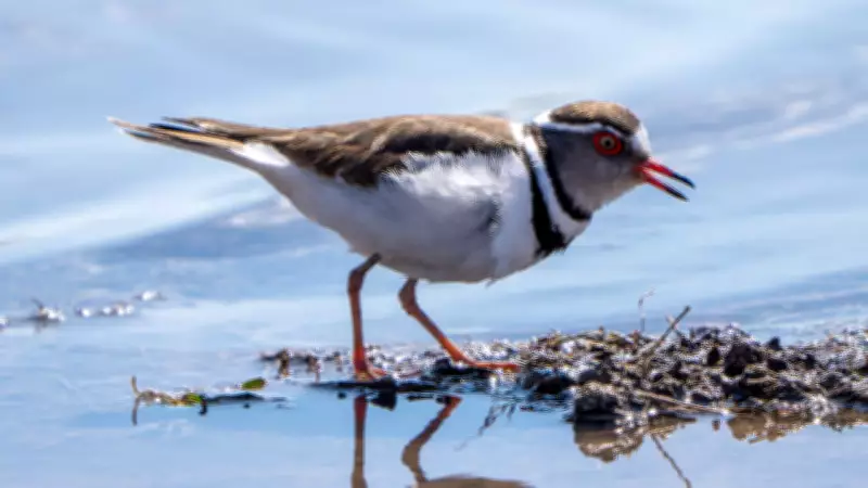Takkeli Cılıbıt Kuşu Türkiye'de İlk Kez Gaziantep'te Görüldü
