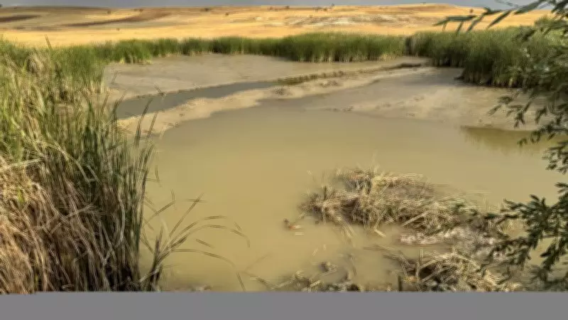 Tarımsal Drenaj Turbalıklardan Yıllık 2 Milyar Ton Karbon Salınımına Yol Açıyor