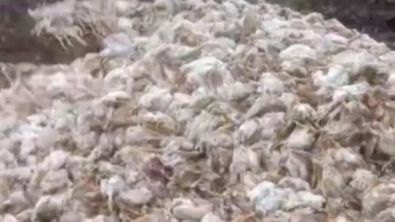 Tarsus'ta Ormana Yüzlerce Tavuk Ölüsü Atıldı: Halk Sağlığı Alarm Veriyor