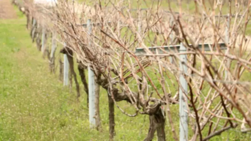 Tekirdağ'ın Tescilli 'Gün Işığı' Üzümü Üreticilere Yaygınlaştırılacak