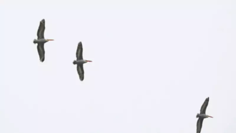 Tepeli Pelikan Iğdır'da Görüntülendi: Kanat Açıklığı 3 Metreyi Aşıyor