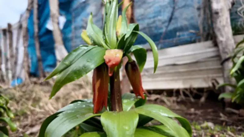 Ters Lale Koparmanın Cezası 700 Bin Liraya Yükseldi!