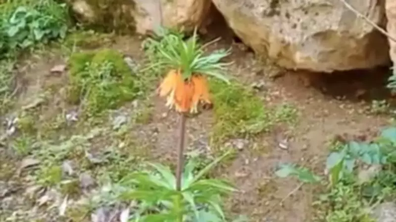 Ters Lale Koparmanın Cezası Şok Etti: 577 Bin Lira!