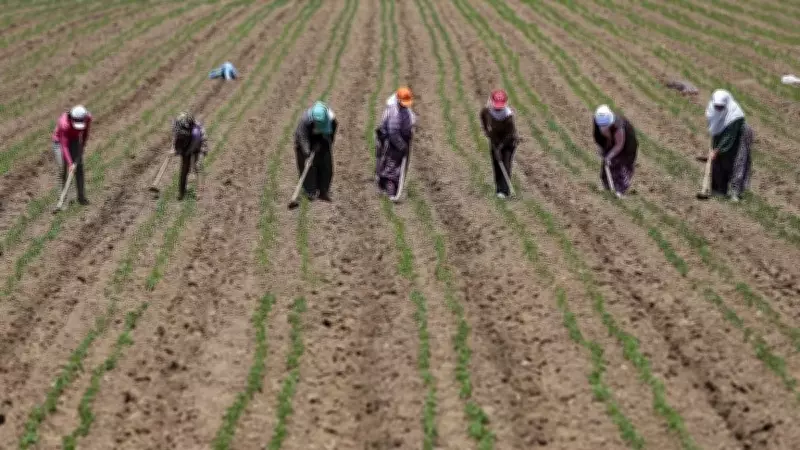 TÜİK Açıkladı: Mevsimlik Tarım İşçilerinin Günlük Ücretleri Yüzde 37,8 Arttı