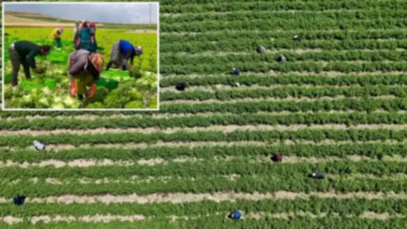 TÜİK Tarım Ücretlerini Açıkladı: 2025'te Rekor Artışlar Kaydedildi