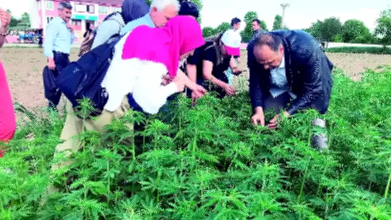 Türkiye'de Kenevir Üretiminde Devrim: Yaprak ve Çiçekler Artık Yasallaştı