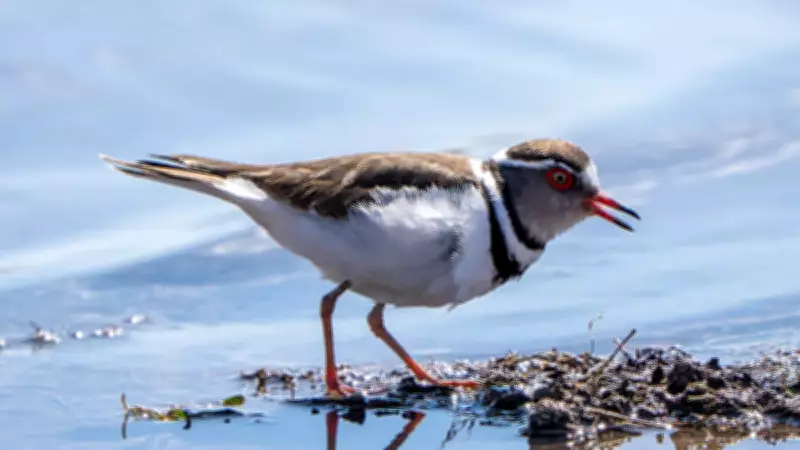 Türkiye'de İlk Kez Görülen Takkeli Cılıbıt Kuşu Heyecan Yarattı