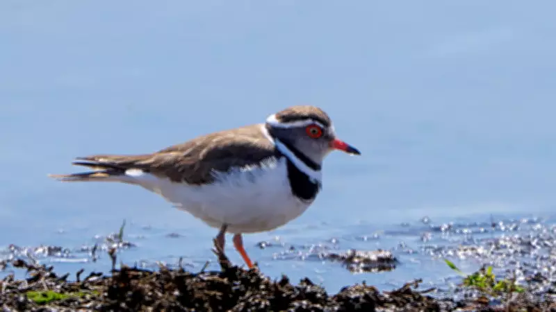 Türkiye'nin 504. Kuş Türü: Afrika'dan Gaziantep'e Uzanan Takkeli Cılıbıtın Mucizevi Yolculuğu