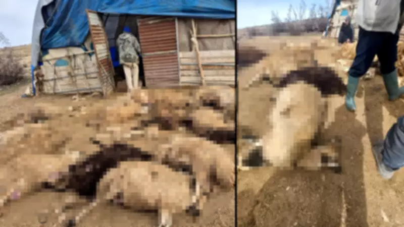 Tunceli'de Kurt Korkusu: 64 Koyun Telef Oldu, 11'i Yaralandı