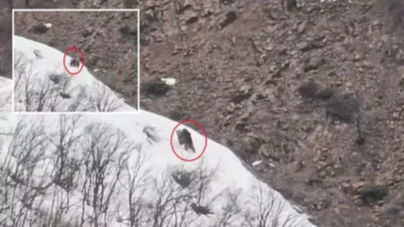Tunceli'de Pülümür Vadisi'nde Oyun Oynayan İki Ayı Kameralara Yakalandı