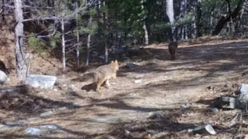 Uludağ'da Fotokapanla İki Çakal Görüntülendi: Doğanın Gizli Bekçileri