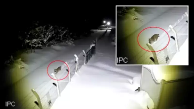 Vaşak 'Gecenin Hayaleti' Tam Bir Yıl Sonra Aynı Noktada Tekrar Görüntülendi