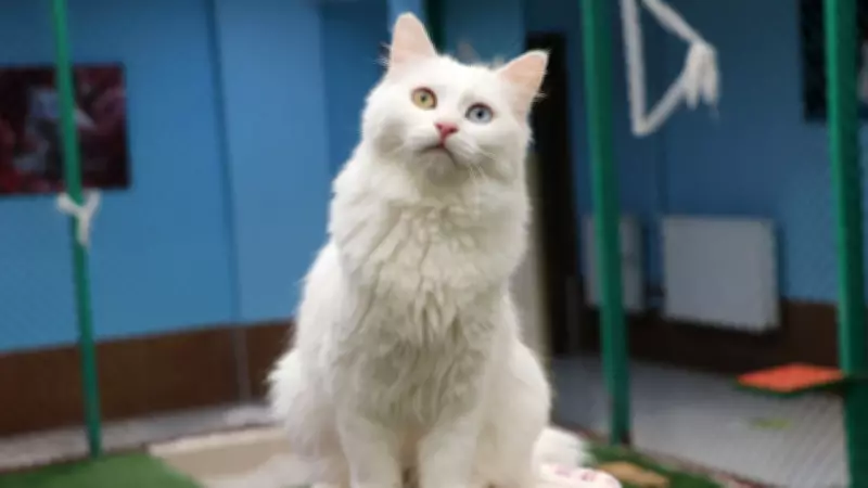 Van Kedi Villası'nda Çiftleşme Dönemi Başladı, Nisan'da Yavrular Bekleniyor