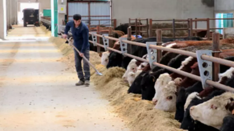 Van'da Hayvancılık Devrimi: 2 Yıl Ödemesiz, 7 Yıl Vadeli Düve Dağıtımı Başlıyor