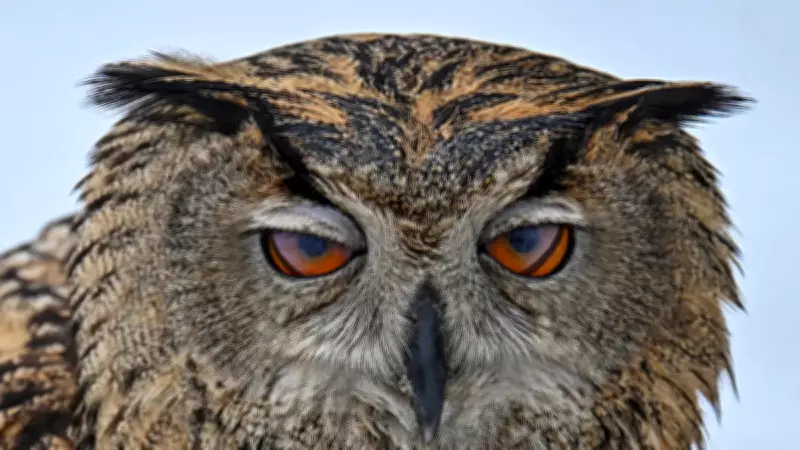 Van'da Yaralı Yırtıcı Kuşlar Tedavi Edilip Doğaya Kazandırılıyor