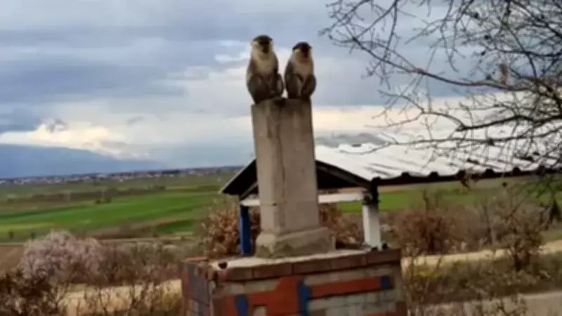 Yakacık'ta Arıcı Şaşkın: Ağaçta 2 Maymun Buldu, Ekipler Harekete Geçti