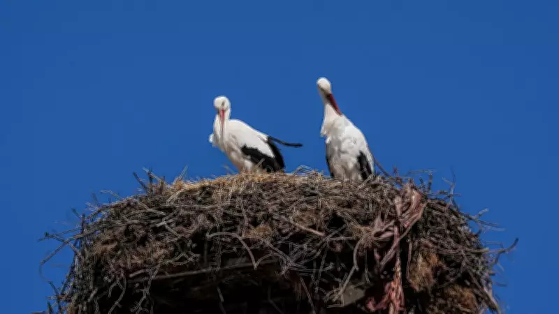 Yaren Leylek ve Eşi Nazlı'nın Duygusal Kavuşması Gerçekleşti