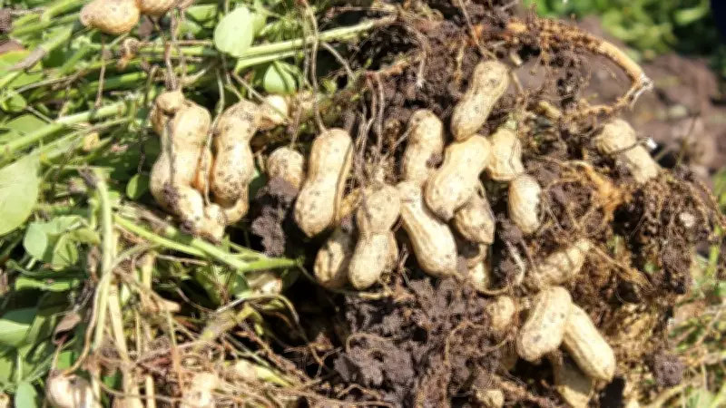 Yer Fıstığı Kabuğundan Grafen Üretimi: Çevreci Devrim