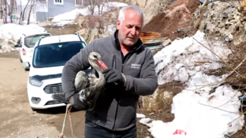Yüksekova'da Karlar Arasında Bulunan Leylek, Evde Bakıldıktan Sonra Doğaya Salındı