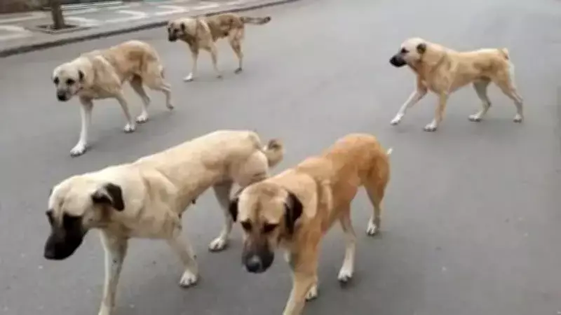 Yozgat'ta Sahipli Hayvanlara Kuduz Aşısı ve Mikroçip Zorunluluğu