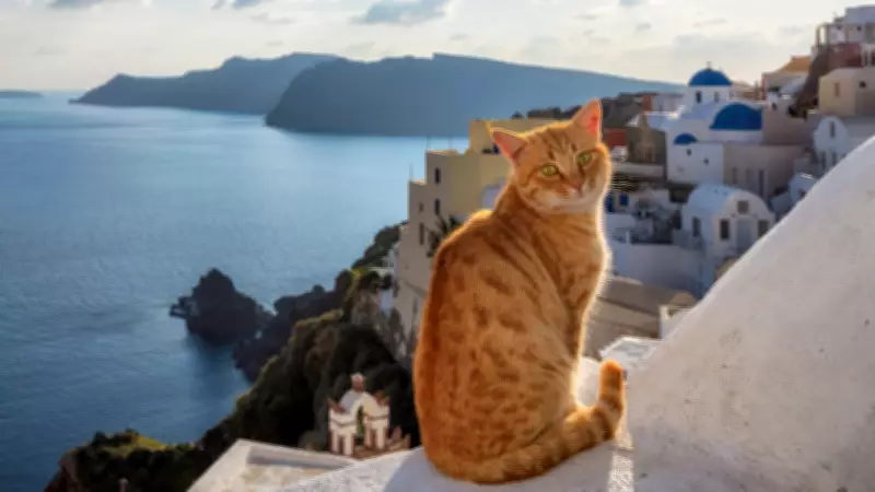 Yunanistan'dan Kedi Severlere Rüya Gibi Fırsat: Siros Adası'nda Ücretsiz Konaklama