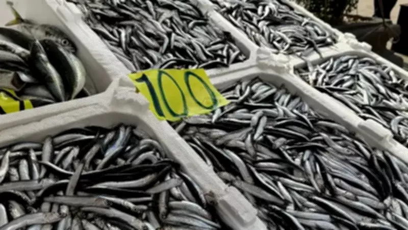 Zonguldak'ta Balıkçılar Ramazan'da da Tezgah Başında: Hamsi Bol, Palamut Yok