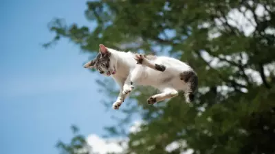 130 Yıllık Gizem Çözüldü: Kedilerin Dört Ayak Üstü Düşme Sırrı Açıklandı