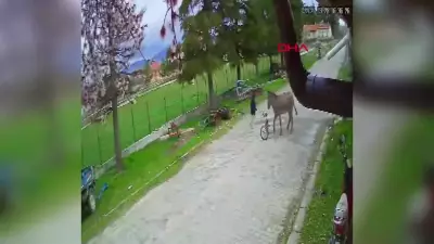 Afyonkarahisar'da Eşek Saldırısına Uğrayan 4 Yaşındaki Çocuk Tedaviye Alındı