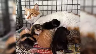 Alanya'da Hüzünlü Bayram: Gebe Köpek Kurtarılamadı, Yavrulara Anne Kedi Sahip Çıktı