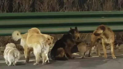 Çalınan 7 Köpek, 17 Kilometre Yürüyerek Eve Döndü: Corgi Liderliğindeki Mucizevi Kaçış