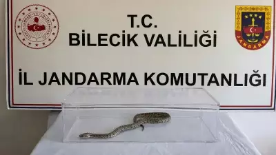 Bilecik'te Nesli Tükenmekte Olan Labirent Burma Pitonu Yakalandı