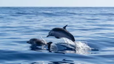 Ekranlardan Okyanusa Sızan Tehlike: Yunusların Beyninde Elektronik Atık İzi