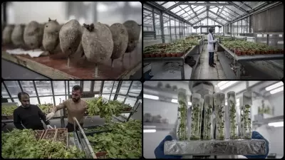 Erzurum'da 20 Yıllık Emek: Yerli ve Milli Patates Çeşitleri Üretiliyor