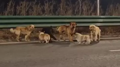 Çin'de Kaybolan 7 Köpek 17 Kilometre Yürüyerek Evlerine Döndü