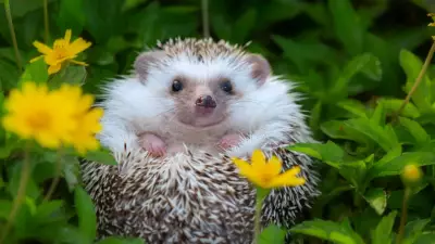 Kirpileri Trafik Kazalarından Koruyacak 'Kirpi Modu' Geliştiriliyor