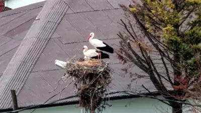 İlkbaharın Habercisi Leylekler Afrika'dan Göç Ederek İstanbul'a Ulaştı