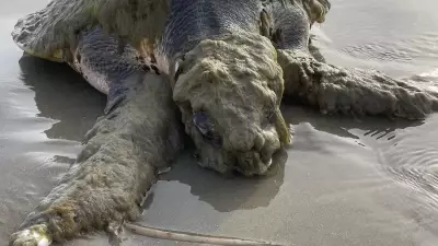 Nadir Deniz Kaplumbağası Sahile Vurdu: Üzerindeki Garip Oluşum Şaşırttı