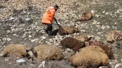 Çınar'da Sağanak Yağış Felaketi: 45 Koyun Telef Oldu, Yetiştiriciler Zarar Gördü