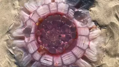 Okyanusun Gerçek Devi: 36 Metrelik Aslan Yelesi Denizanası