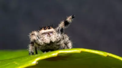Örümcek Korkusunun Sırrı Göz Hareketleriyle Ortaya Çıktı: Bilinçsiz Kaçınma